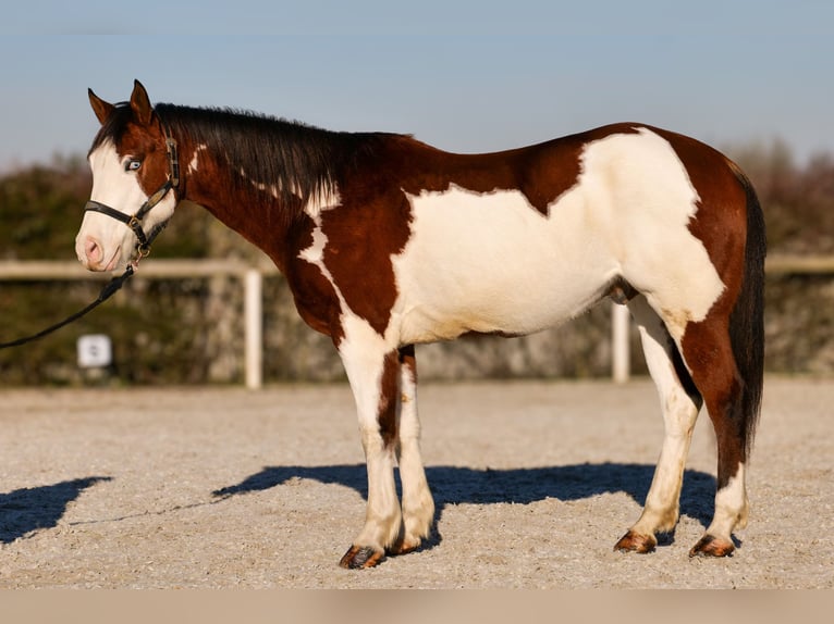American Paint Horse Gelding 11 years 15,1 hh Pinto in Neustadt (Wied)