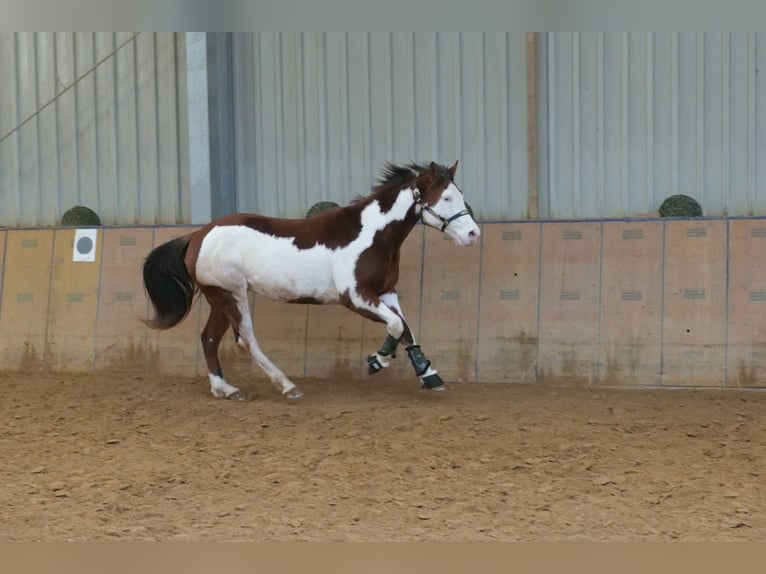 American Paint Horse Gelding 11 years 15,1 hh Pinto in Neustadt (Wied)