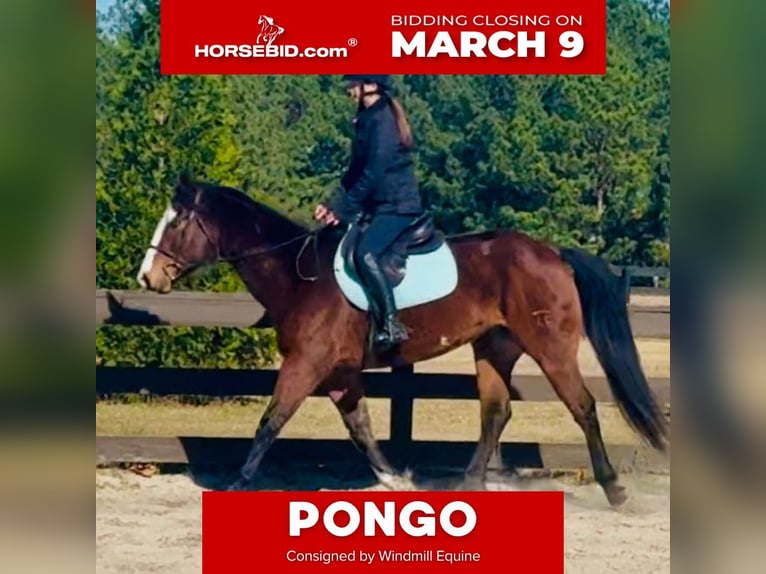 American Paint Horse Gelding 11 years 15,2 hh Bay in Johnston