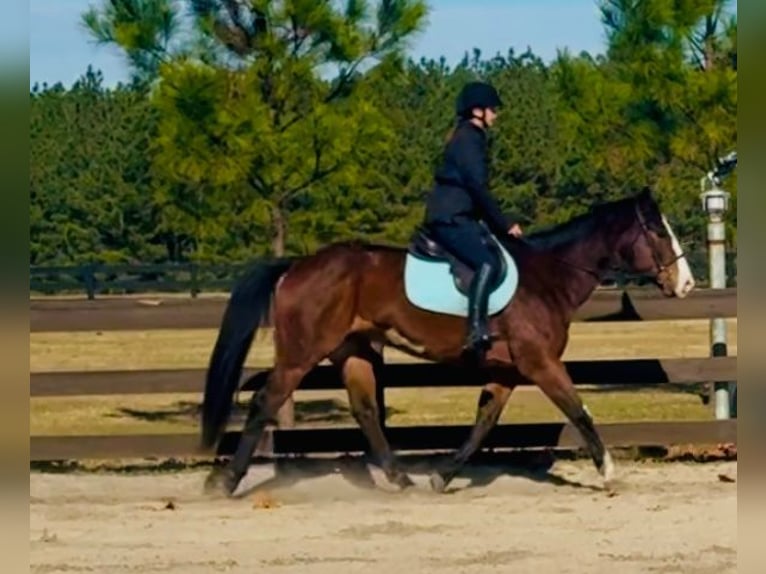 American Paint Horse Gelding 11 years 15,2 hh Bay in Johnston