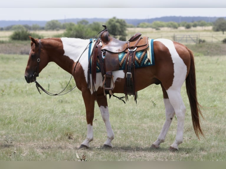 American Paint Horse Gelding 11 years Pinto in Mineral Wells