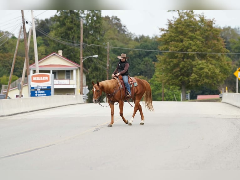 American Paint Horse Gelding 11 years Sorrel in Clarion