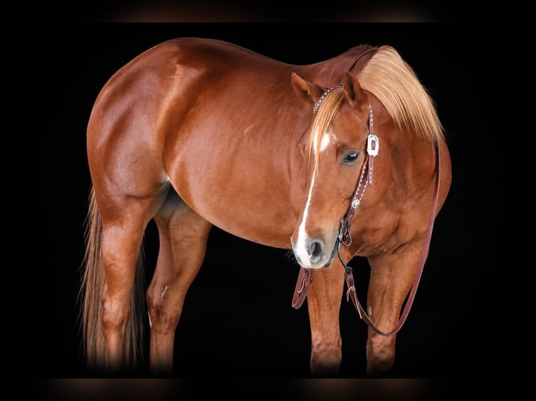 American Paint Horse Gelding 11 years Sorrel in Clarion