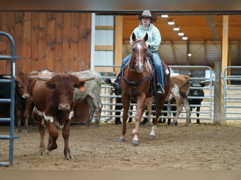 American Paint Horse Gelding 11 years Sorrel in Clarion