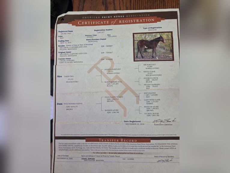 American Paint Horse Gelding 12 years 15.1 hh Overo-all-colors in Susan