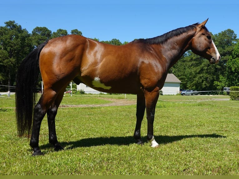 American Paint Horse Gelding 12 years 15.1 hh Overo-all-colors in Susan
