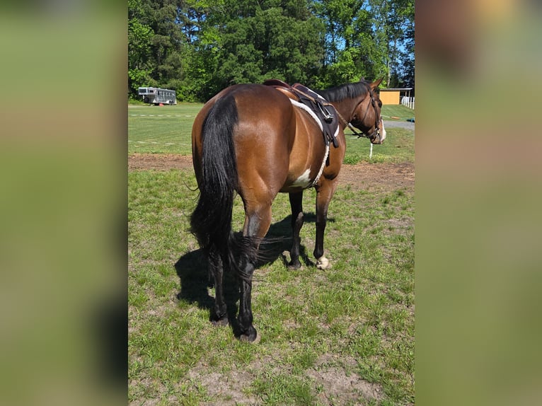American Paint Horse Gelding 12 years 15.1 hh Overo-all-colors in Susan