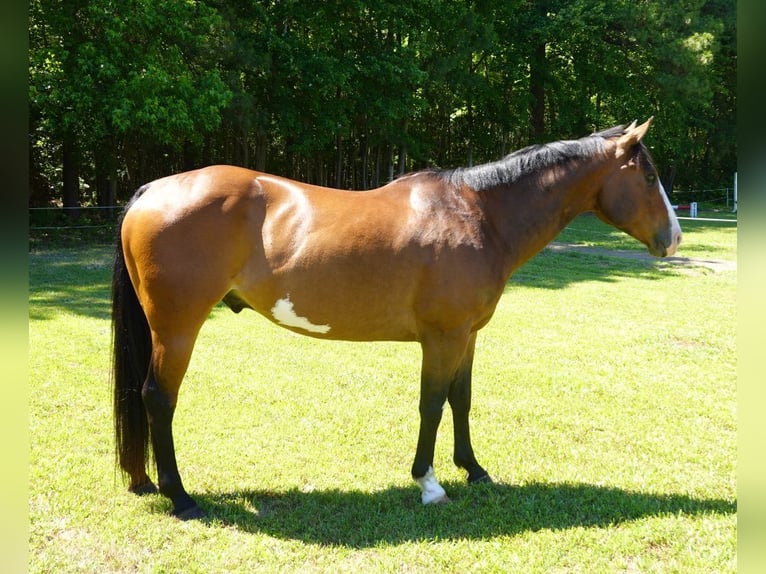 American Paint Horse Gelding 12 years 15.1 hh Overo-all-colors in Susan