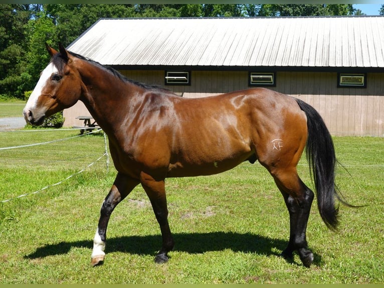 American Paint Horse Gelding 12 years 15.1 hh Overo-all-colors in Susan