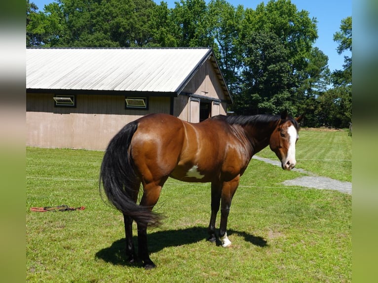American Paint Horse Gelding 12 years 15.1 hh Overo-all-colors in Susan