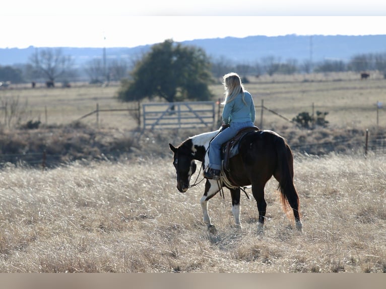 American Paint Horse Gelding 12 years 15.1 hh Pinto in Mineral Wells