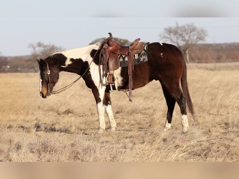 American Paint Horse Gelding 12 years 15.1 hh Pinto in Mineral Wells