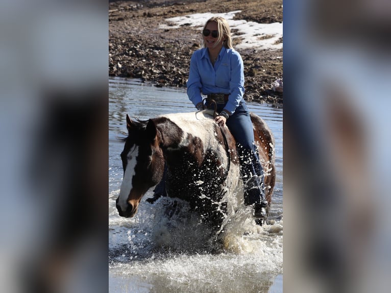 American Paint Horse Gelding 12 years 15.1 hh Pinto in Mineral Wells