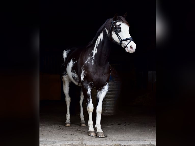 American Paint Horse Gelding 12 years 15 hh Overo-all-colors in Putten