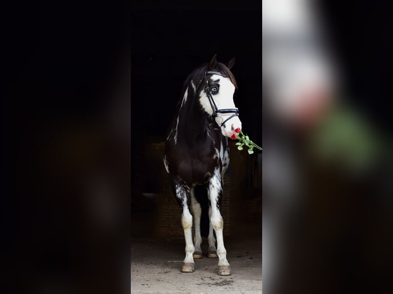 American Paint Horse Gelding 12 years 15 hh Overo-all-colors in Putten