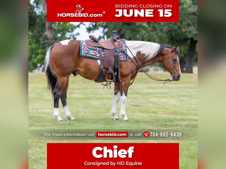 American Paint Horse Gelding 12 years 15 hh Pinto in Madill