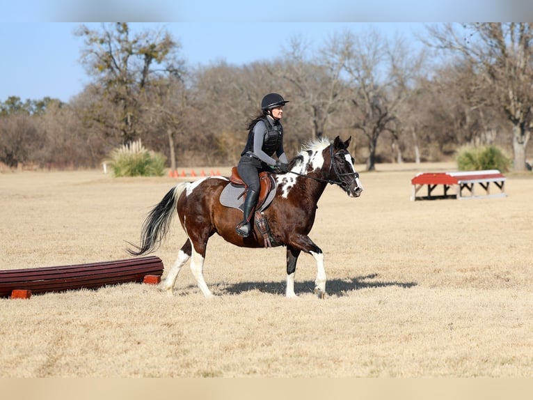 American Paint Horse Gelding 12 years 15 hh Pinto in Forney