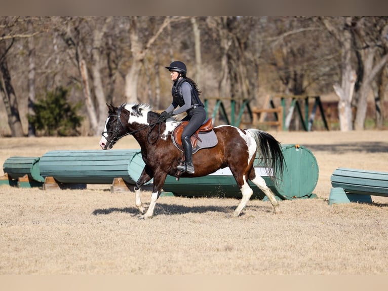 American Paint Horse Gelding 12 years 15 hh Pinto in Forney