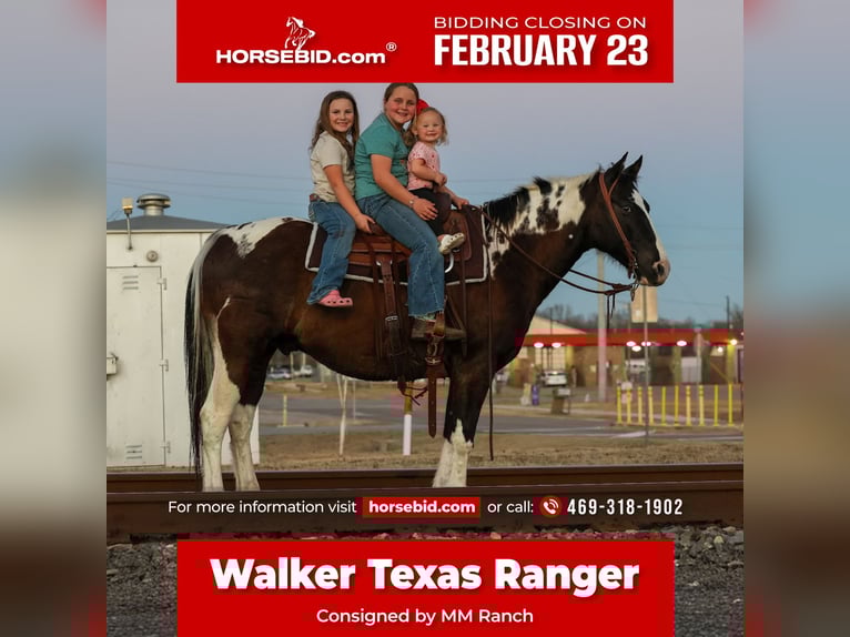 American Paint Horse Gelding 12 years 15 hh Pinto in Forney