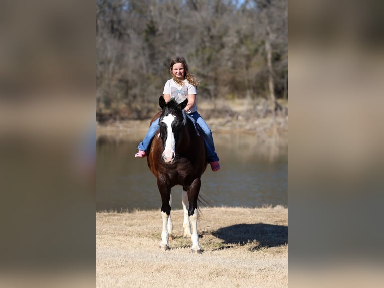 American Paint Horse Gelding 12 years 15 hh Pinto in Forney