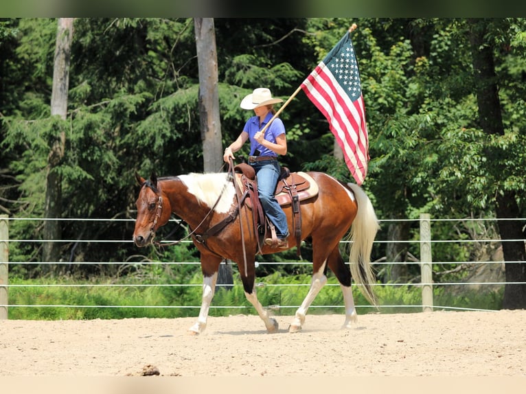 American Paint Horse Gelding 12 years 15 hh Pinto in Clarion