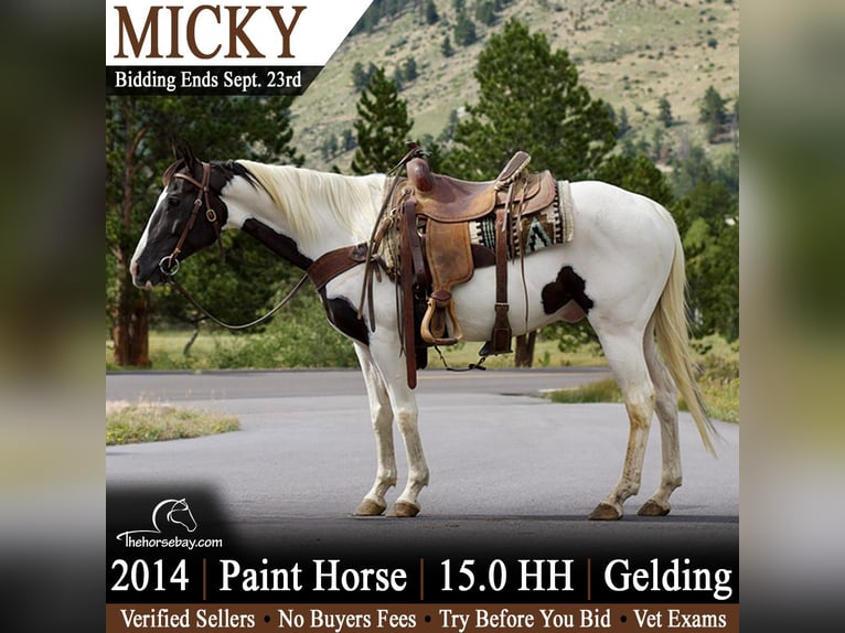 American Paint Horse Gelding 12 years 15 hh Tobiano-all-colors in Fort Collins, CO