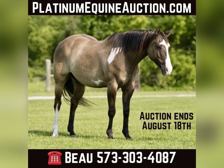 American Paint Horse Gelding 12 years 15,1 hh Grullo in Canyon TX