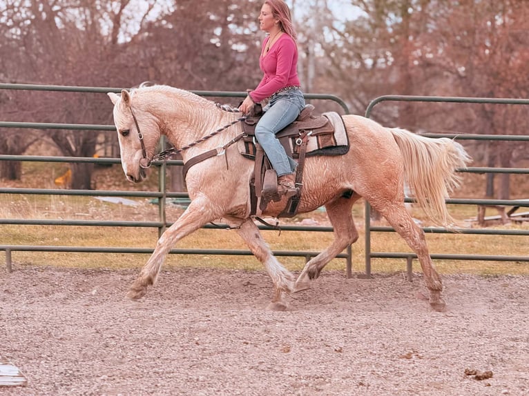 American Paint Horse Gelding 12 years 15,1 hh Palomino in Fort Collins