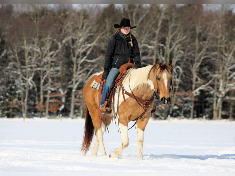 American Paint Horse Gelding 12 years 15,1 hh Pinto in Clarion
