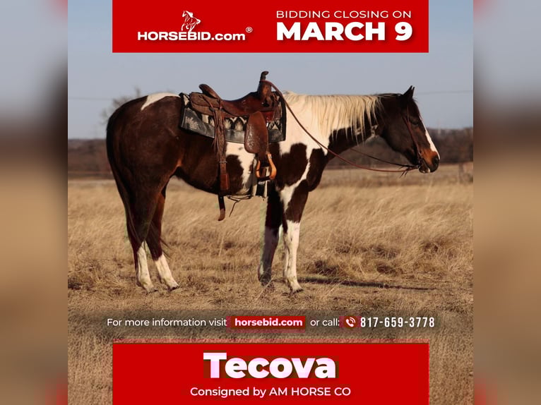 American Paint Horse Gelding 12 years 15,1 hh Pinto in Mineral Wells