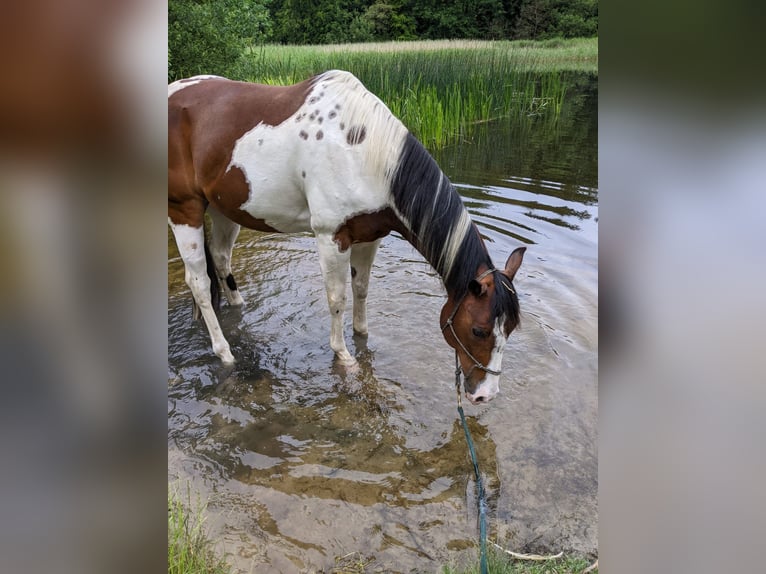American Paint Horse Gelding 12 years 15,2 hh Brown in Satow