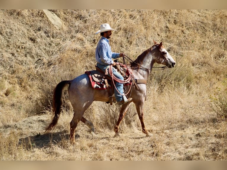 American Paint Horse Gelding 12 years Overo-all-colors in Tres Pinos