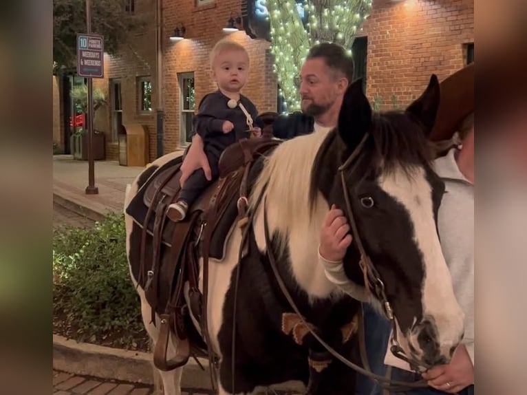 American Paint Horse Gelding 13 years 14.1 hh Tobiano-all-colors in Weatherford TX