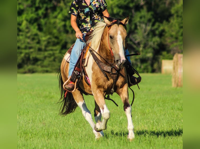American Paint Horse Gelding 13 years 14,2 hh Buckskin in Willis Point TX