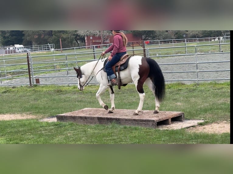 American Paint Horse Gelding 13 years 14.2 hh Tobiano-all-colors in Bitterwater CA