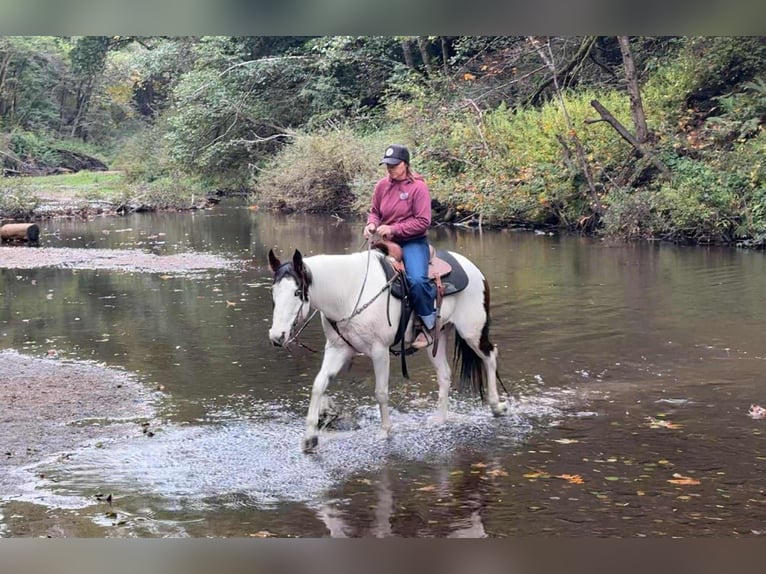 American Paint Horse Gelding 13 years 14.2 hh Tobiano-all-colors in Bitterwater CA