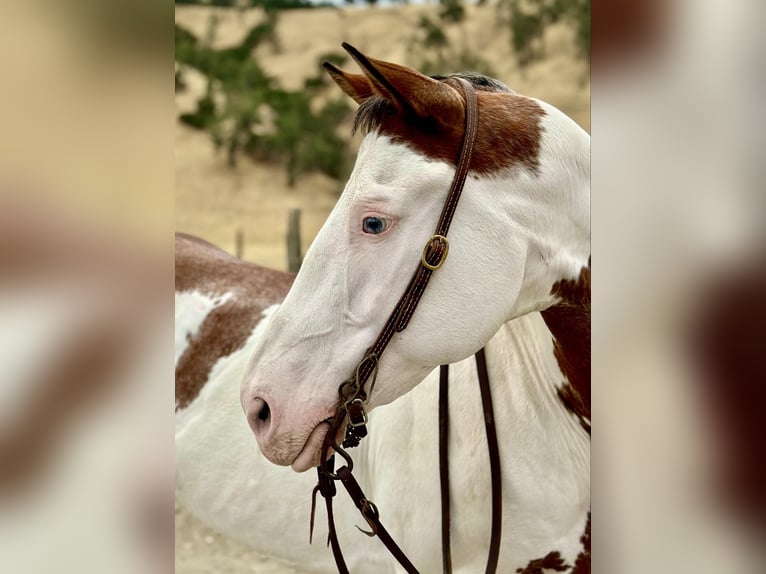 American Paint Horse Gelding 13 years 14,3 hh Overo-all-colors in Bitterwater CA
