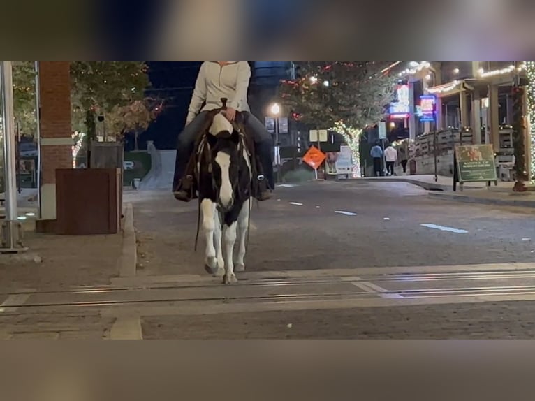 American Paint Horse Gelding 13 years 14,1 hh Tobiano-all-colors in Weatherford TX