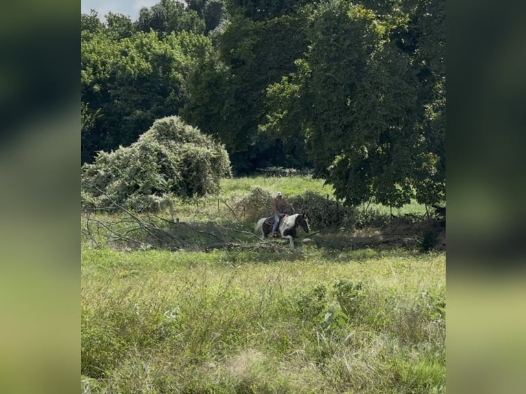 American Paint Horse Gelding 13 years 14,2 hh Pinto in Springtown