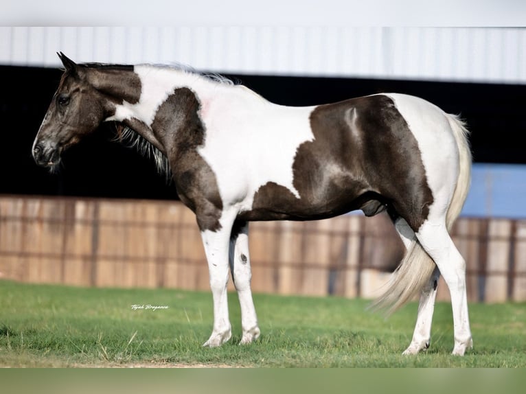 American Paint Horse Gelding 13 years 14,2 hh Pinto in Springtown