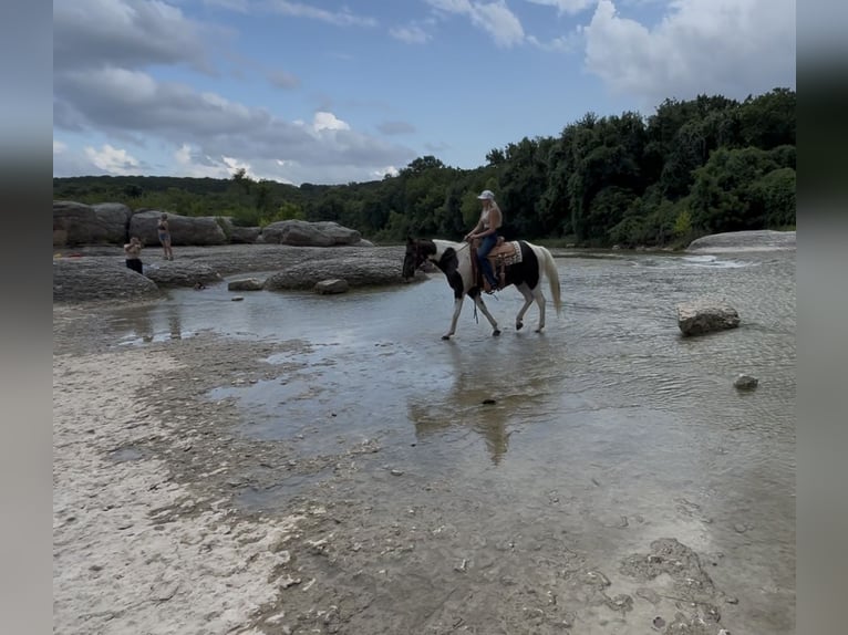 American Paint Horse Gelding 13 years 14,2 hh Pinto in Springtown