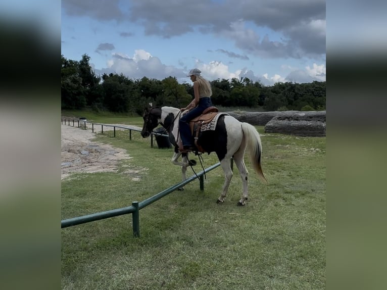 American Paint Horse Gelding 13 years 14,2 hh Pinto in Springtown