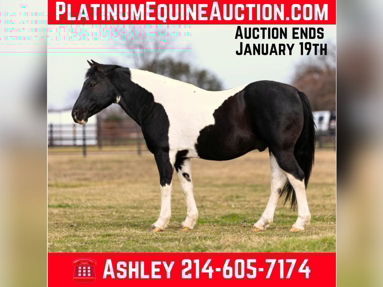 American Paint Horse Gelding 13 years 14,2 hh Tobiano-all-colors in Weatherford TX