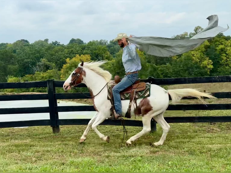 American Paint Horse Gelding 13 years 14,3 hh Tobiano-all-colors in Brooksville ky