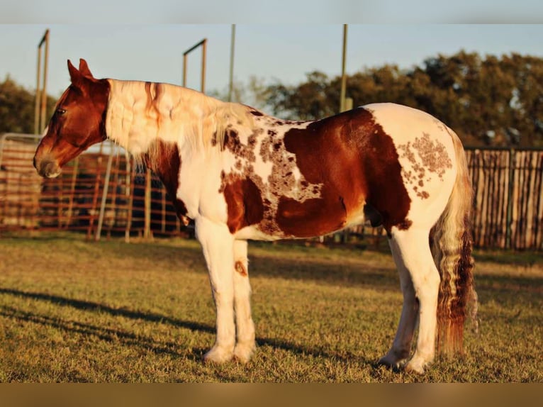 American Paint Horse Gelding 13 years 14,3 hh Tobiano-all-colors in Lipan TX