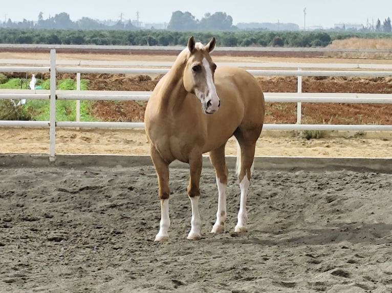 American Paint Horse Gelding 13 years 15.2 hh Palomino in Sevilla