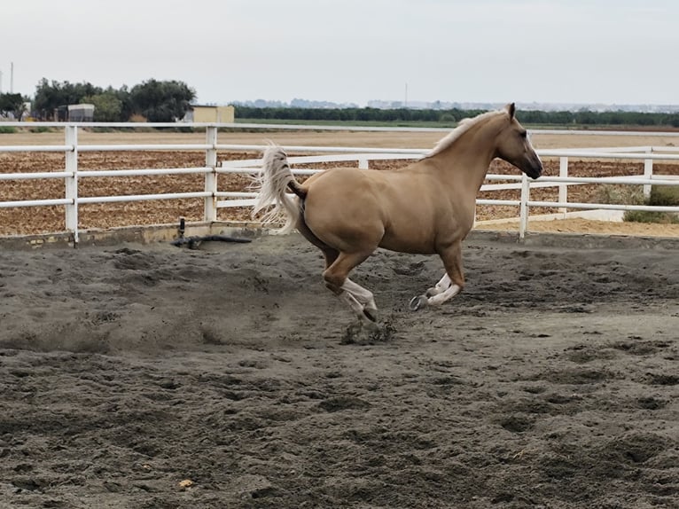 American Paint Horse Gelding 13 years 15.2 hh Palomino in Sevilla