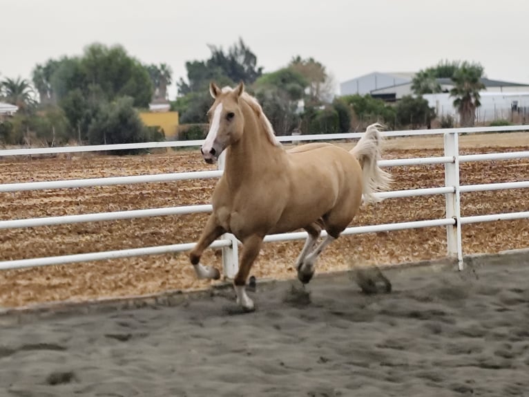 American Paint Horse Gelding 13 years 15.2 hh Palomino in Sevilla