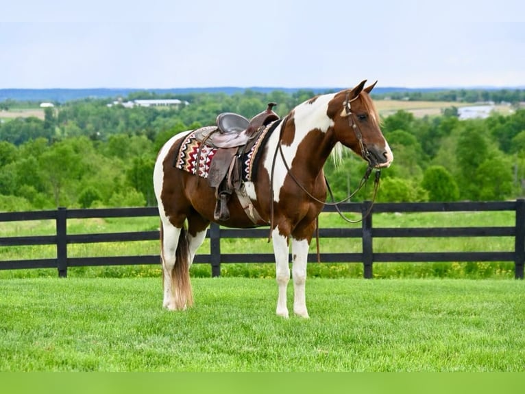American Paint Horse Gelding 13 years 15.2 hh Tobiano-all-colors in Fredricksburg OH