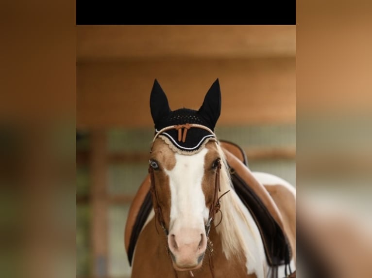 American Paint Horse Gelding 13 years 15.3 hh Pinto in Steinen